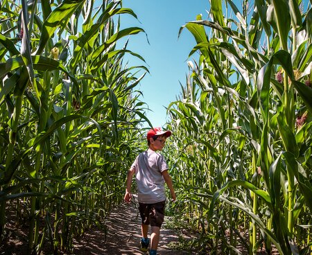 Junge läuft ins Maislabyrinth