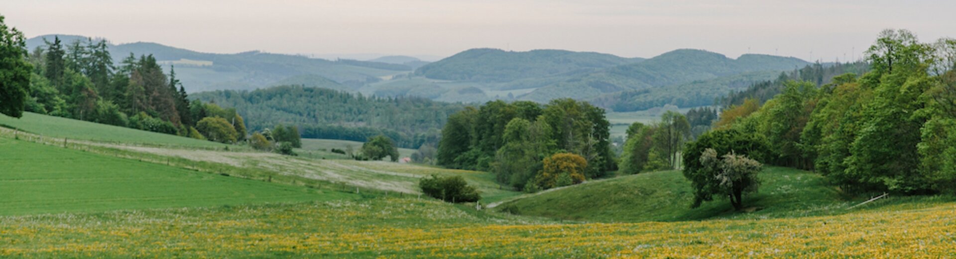 Maislabyrinth im Sommer